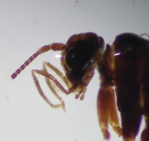 Réf. 224 915 : Micropterix aglaella
